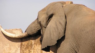 Mac the elephant