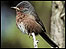 Dartford Warbler (Mike McKavett, RSPB) 