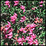 Heathland plant