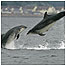 Dolphins c/o Charlie Phillips Images