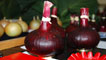 Day 2 - Prize winning onions.