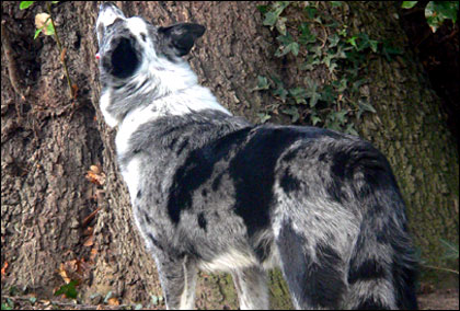 Tree climbing dog!