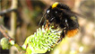 A Queen 'Early Bumblebee' by Joy