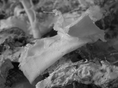 Jutting Bone 1