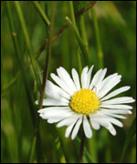 Daisy
