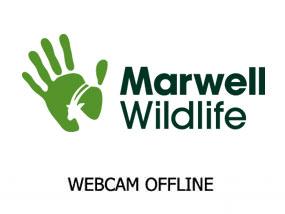 Marwell's Meerkats.
