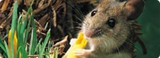 Mouse