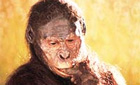 Rendition of Australopithecus afarensis, 'Lucy'