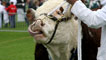 Day 1 - A bull being led in the ring.