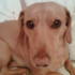 A dog with a rats face, nice.
