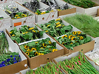 Flower Market
