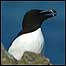 Islands (Image: Bird at Skomer)