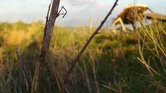 Overgrown field...