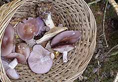 fungi
