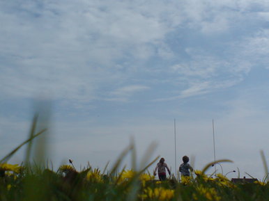 Rugby posts