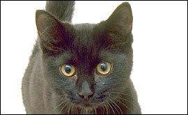 Black cat