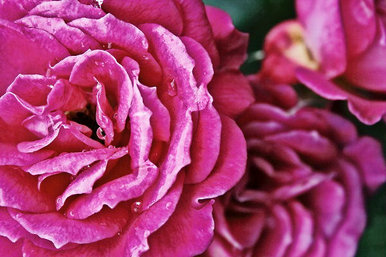 Full bloom
