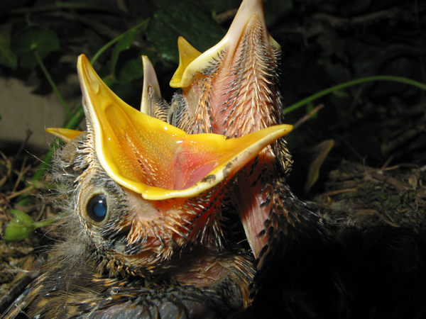 Hungry Chicks