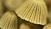 Fairy inkcaps by Gale 