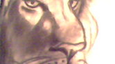 A lion's pride... A lion's pride...