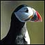 Coast (Image: Puffin)