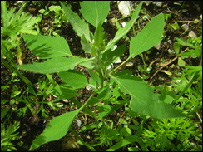 Weed