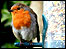 Robin