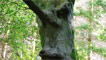 An Ent from Lord of the Rings whistling in the woods.
