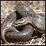 Dorset Heaths (Image: Snake)