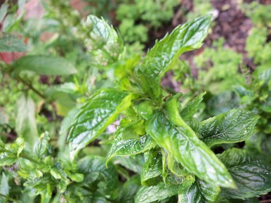 Close up of leaves
