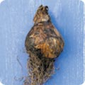 The humble bulb