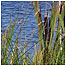 Shapwick reserve c/o English Nature