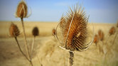 Thistle
