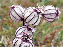 Polar campion