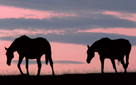 Heading Home (click to enlarge)