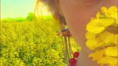 Field of yellow...