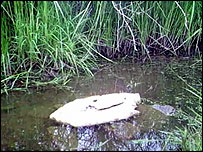 Ottercam View