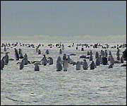 Penguins 