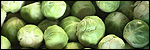 Sprouts