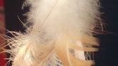 Feather