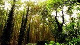 The woods