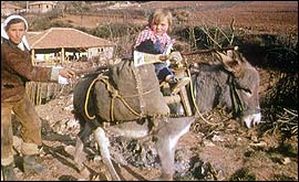 Donkey