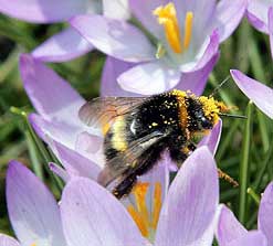 Bumble bee
