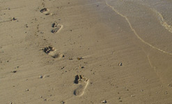 Feet
