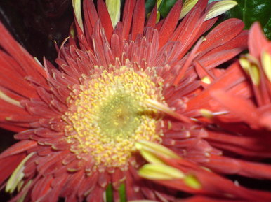 Flower of life