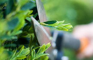 Trimming a hedge with shears