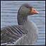 Estuaries 9Image: Bird)