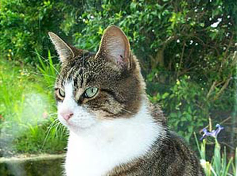 Lovely tabby Fnnrrr