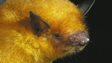 Myotis midastactus specimen (previously identified as Myotis simus)