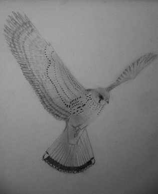Kestrel